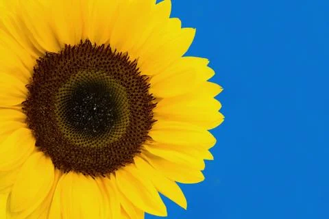 Sunflower Foto stock