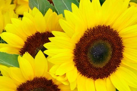 Sunflower Foto stock