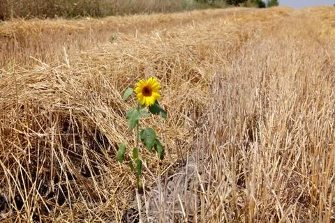 Sunflower 写真素材