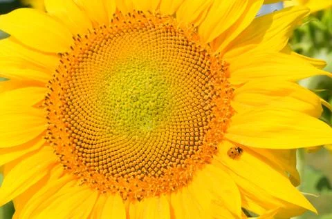Sunflower Stock Photos