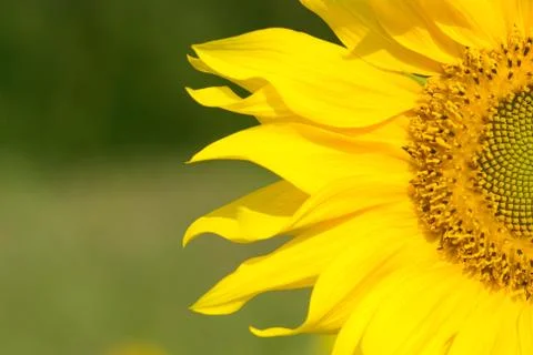 Sunflower Stockfoto's