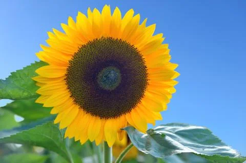 Sunflower Stock Photos
