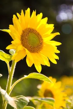 Sunflower Stock Photos