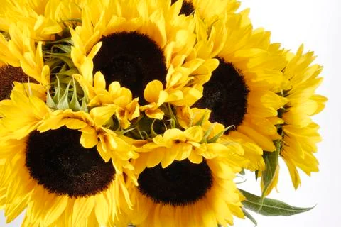 The sunflower Stock Photos