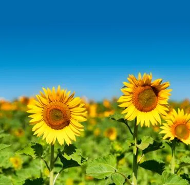Sunflower Stock Photos