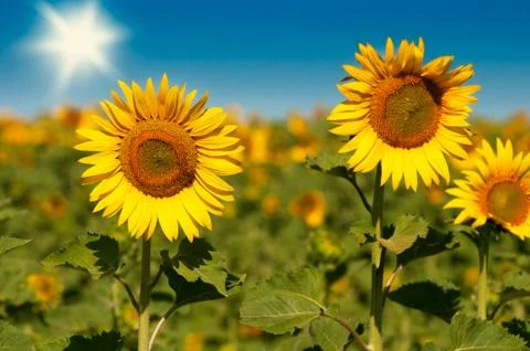 Sunflower 스톡 사진