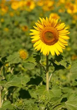 Sunflower Foto stock