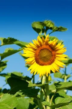 Sunflower Stock Photos