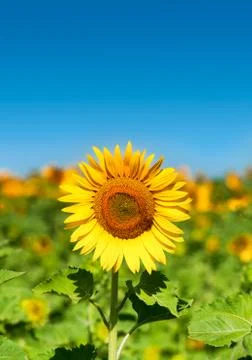 Sunflower Foto stock