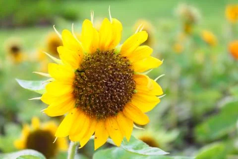 Sunflower Stock Photos