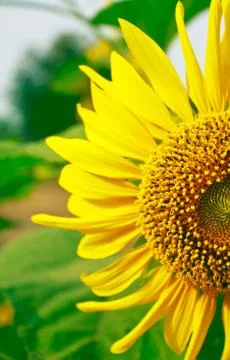 Sunflower Photos