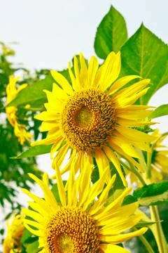 Sunflower Stock Photos