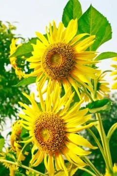 Sunflower Stock Photos