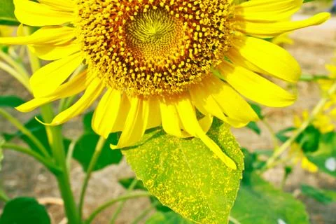 Sunflower Stock Photos