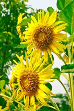 Sunflower Stock Photos