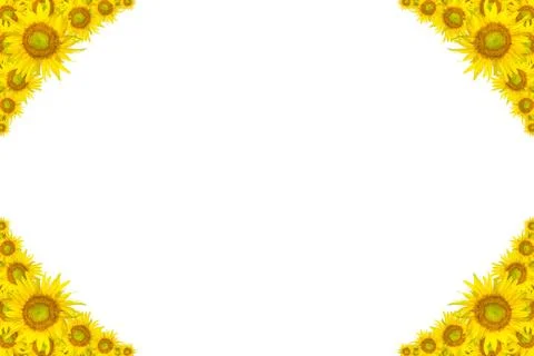 Sunflower Stock Photos