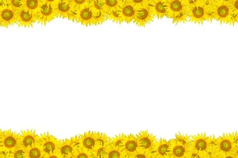 Sunflower Stock Photos