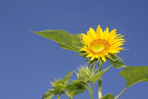 Sunflower Stock Photos