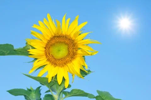 Sunflower Stock Photos