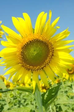 Sunflower Photos
