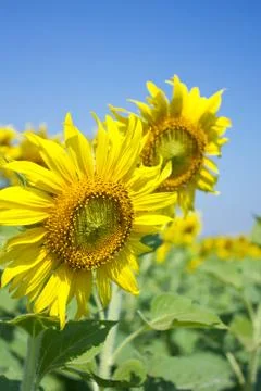 Sunflower Stock Photos