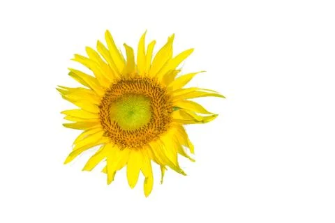 Sunflower Stock Photos