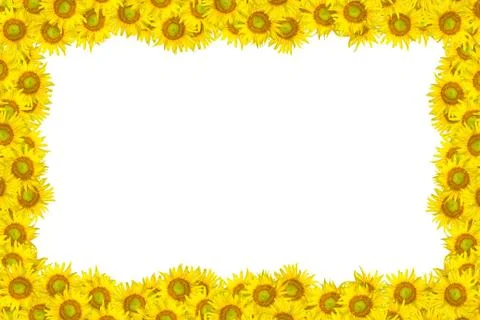 Sunflower Stock Photos