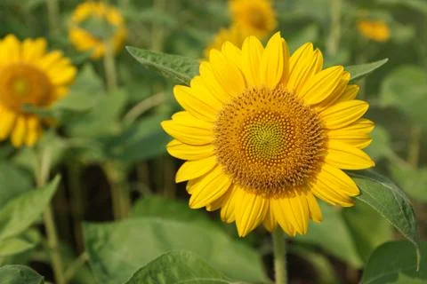 Sunflower Stock Photos