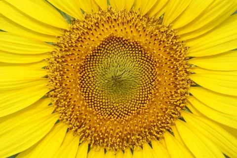 Sunflower Stock Photos