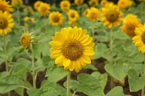 Sunflower Stock Photos