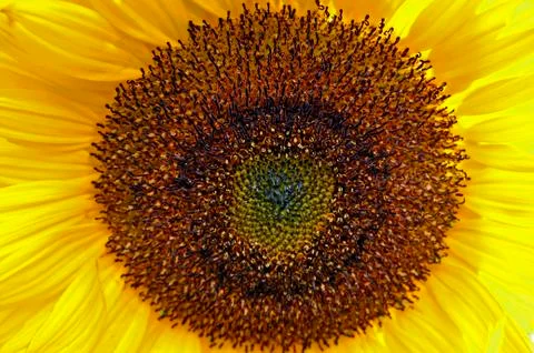 Sunflower Stock Photos