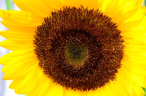 Sunflower Foto stock