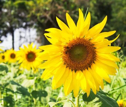 Sunflower Stock Photos