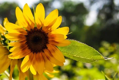 Sunflower Stock Photos