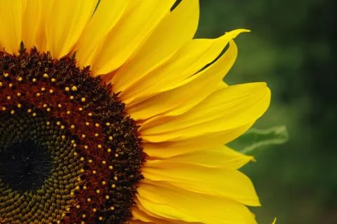 Sunflower Stock Photos