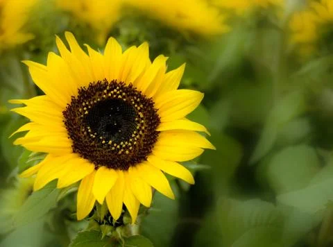 Sunflower Stock Photos