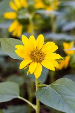 Sunflower Stock Photos