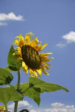 Sunflower Stock Photos