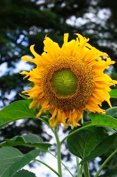Sunflower Stock Photos