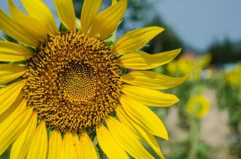 Sunflower Stock Photos