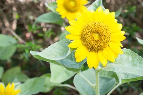 Sunflower Stock Photos