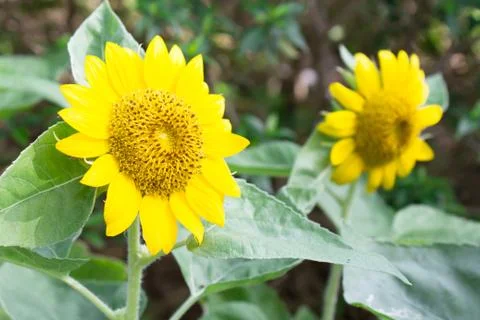 Sunflower Stock Photos