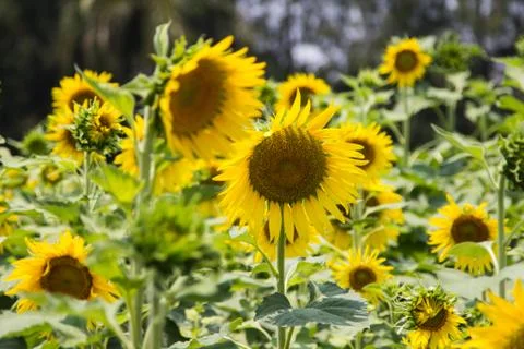 Sunflower Stock Photos