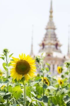 Sunflower Stock Photos