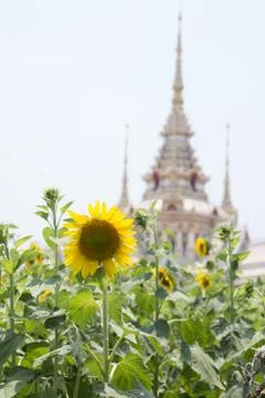 Sunflower Stock Photos