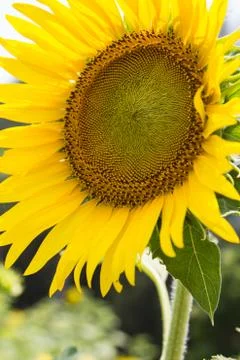 Sunflower Stock Photos