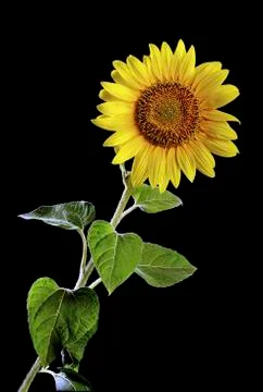 Sunflower Stock Photos