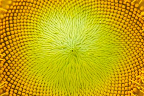 Sunflower Stock Photos