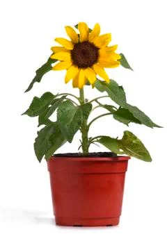 Sunflower Stock Photos