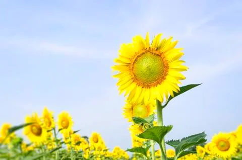 Sunflower Stock Photos